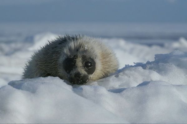 Подборка Фильмы про Байкал